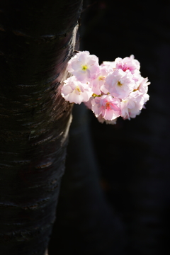 朝の光の中で～八重桜～