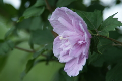 雨上がりの花菜ガーデンにて 6/27 DSC01782