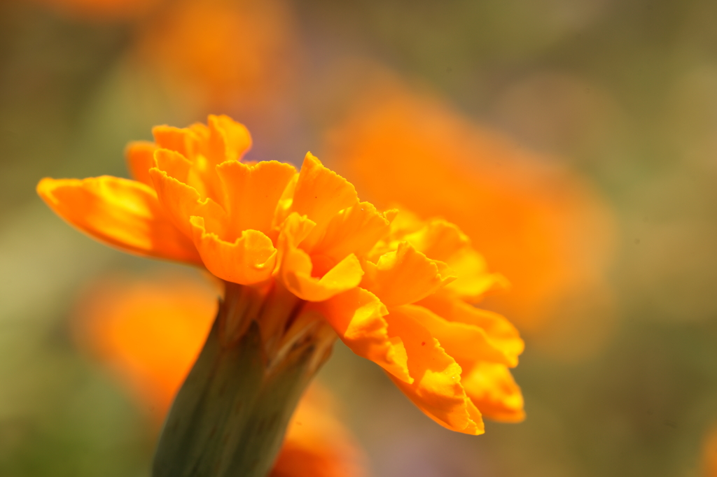 ぶら散歩 山梨 8/9 DSC04335