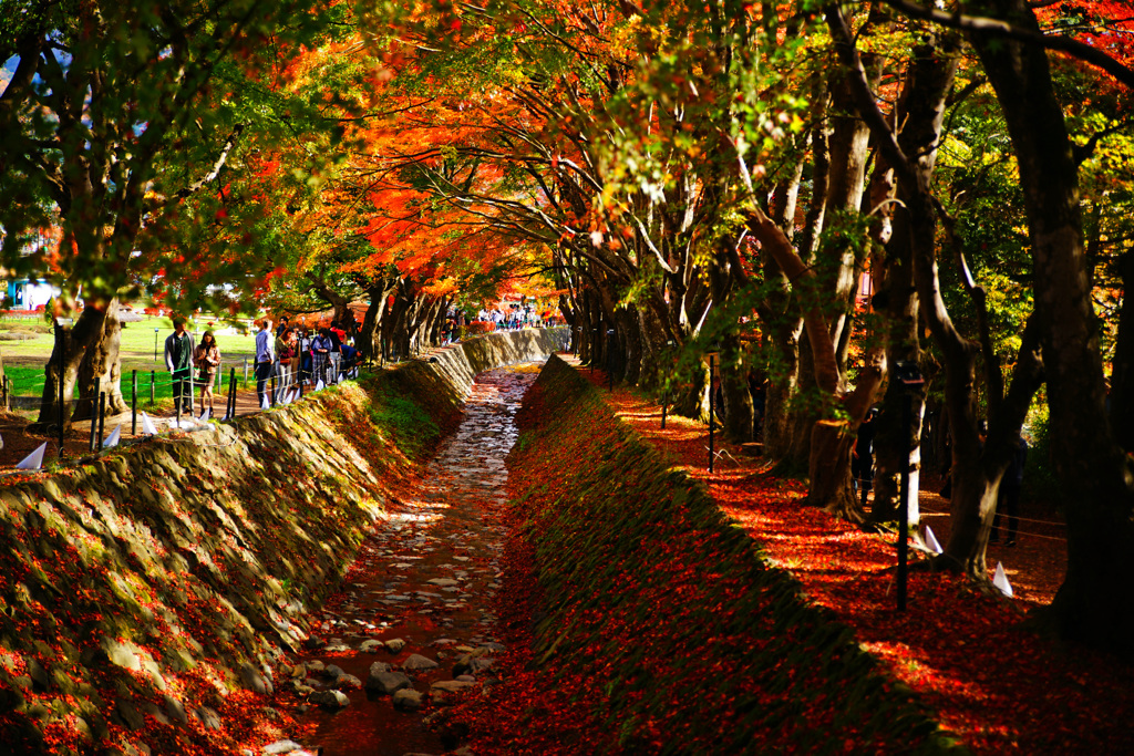 河口湖で紅葉狩り～もみじ回廊 ⑨