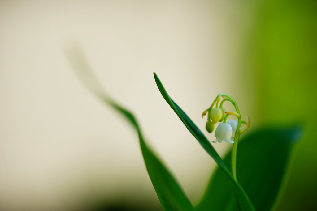 すずらん～芦川のすずらん群生地～②