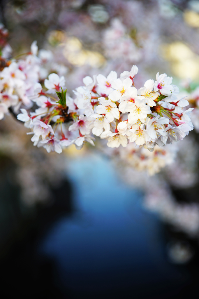 朝陽を浴びる桜と川面の陰影