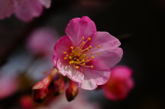 河津桜 三浦海岸ぶら散歩 2016 2/6 DSC04966