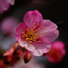 河津桜 三浦海岸ぶら散歩 2016 2/6 DSC04966