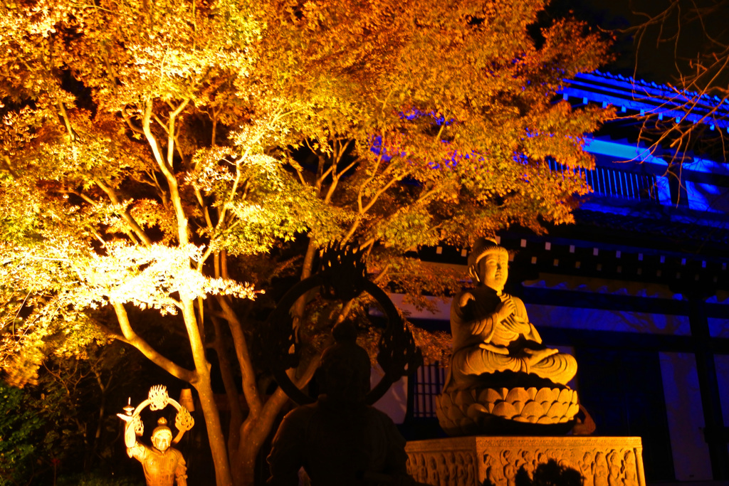 紅葉ライトアップ～長谷寺～③