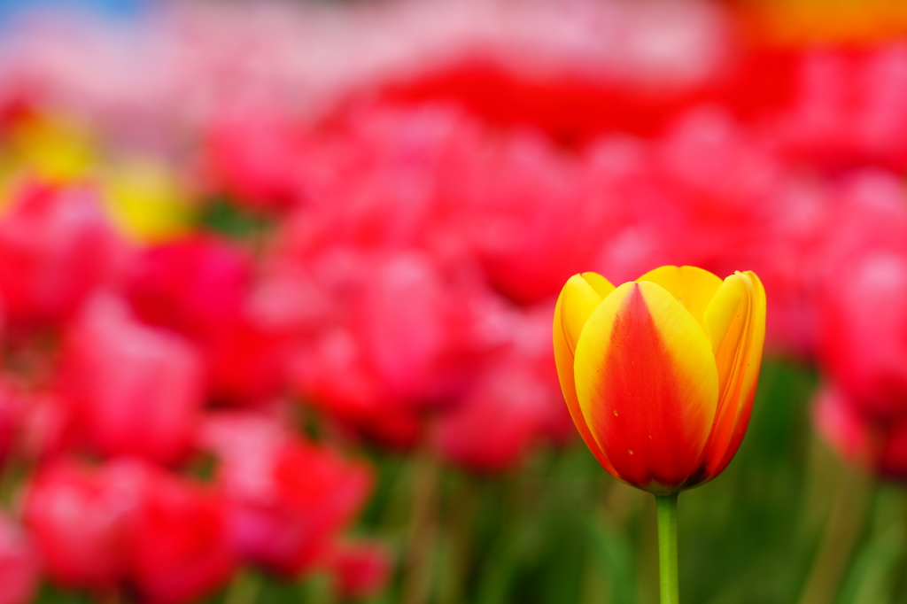 秦野戸川公園 チューリップ 2016 4/9 DSC08126