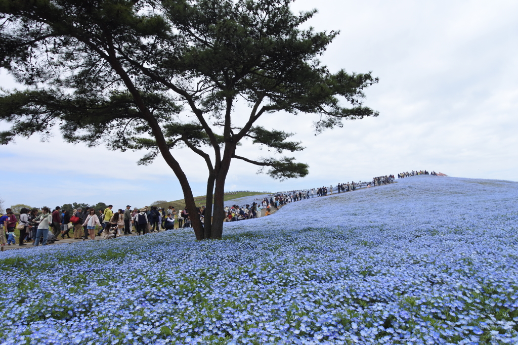 いざ、国営ひたち海浜公園 2016 4/23 DSC_0256
