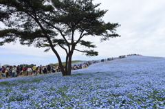 いざ、国営ひたち海浜公園 2016 4/23 DSC_0256