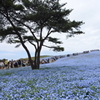 いざ、国営ひたち海浜公園 2016 4/23 DSC_0256