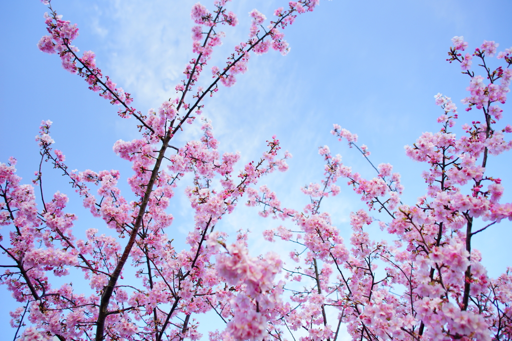 空高く枝を伸ばす河津桜 ①