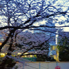 夕暮れの光の中で…②