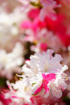 街中で見かけた春の花々 ②