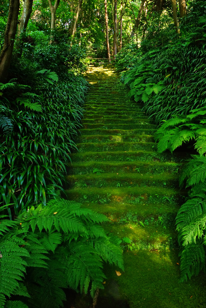 神秘的な苔寺～妙法寺～④