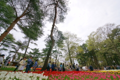 いざ、国営ひたち海浜公園 2016 4/23 DSC05572