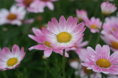 途中下車のぶら散歩 6/3 ③　PICT2720