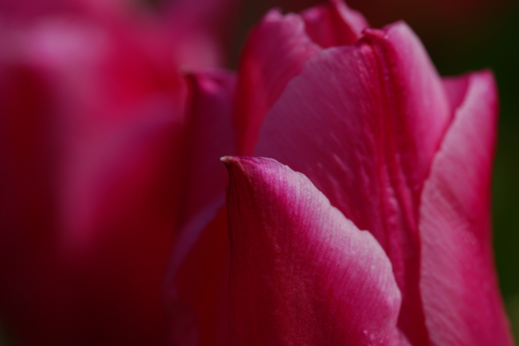 チューリップ 花菜ガーデン 2016 3/5 DSC03547