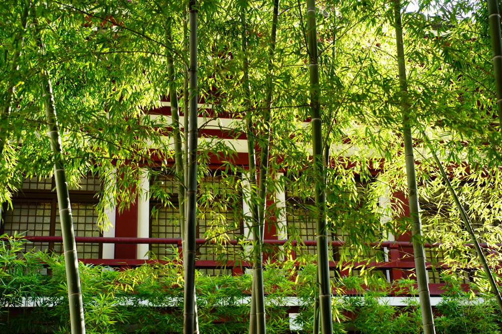 増上寺 2016 3/27 DSC07359