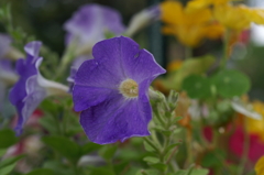 途中下車のぶら散歩 6/3 ④ PICT2734