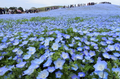 いざ、国営ひたち海浜公園 2016 4/23 DSC_0281
