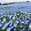 いざ、国営ひたち海浜公園 2016 4/23 DSC_0281