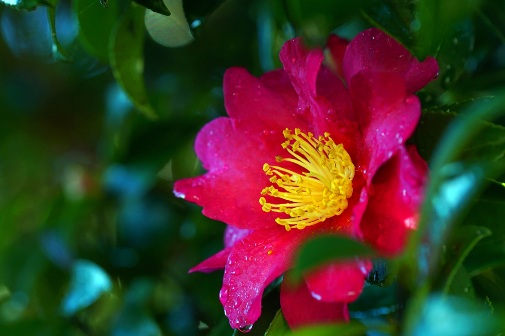 雨に濡れ光るピンクの花弁