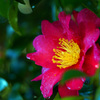 雨に濡れ光るピンクの花弁