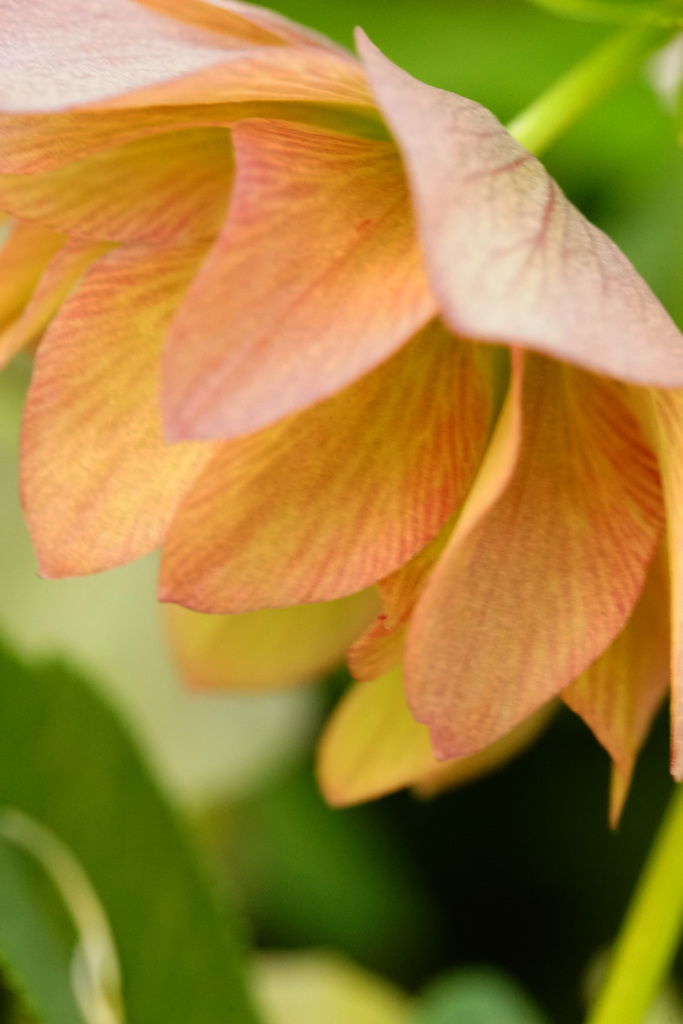 ぶらっと北鎌倉～クリスマスローズ～⑧