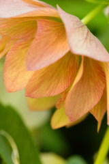 ぶらっと北鎌倉～クリスマスローズ～⑧