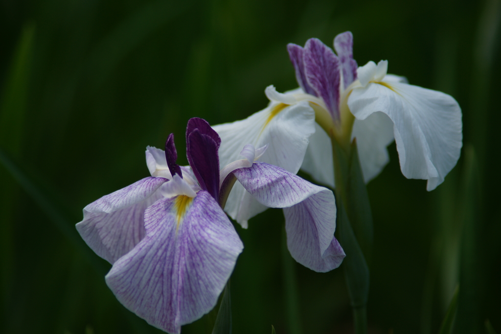 横須賀菖蒲園にて 6/6 DSC00939