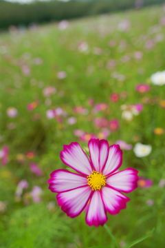 お願い揺れないで～秋桜～　DSC00996