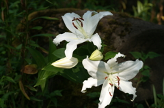 ぶら散歩 富士見高原リゾート 8/9 DSC04574