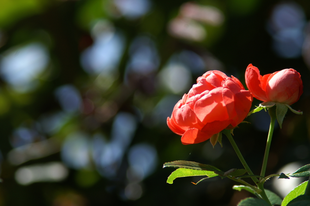 ぶら散歩 花菜ガーデン 10/3 PICT6813