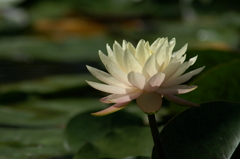 ぶら散歩 花菜ガーデン 10/3 PICT6902