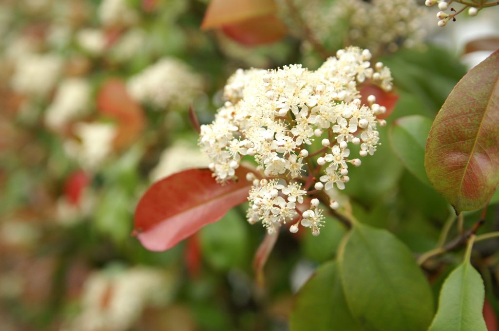 ぶらっとスナップ 2016 4/24 PICT5494