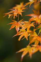 雨に濡れ光る紅葉～武蔵野陵～ ①