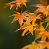 雨に濡れ光る紅葉～武蔵野陵～ ①