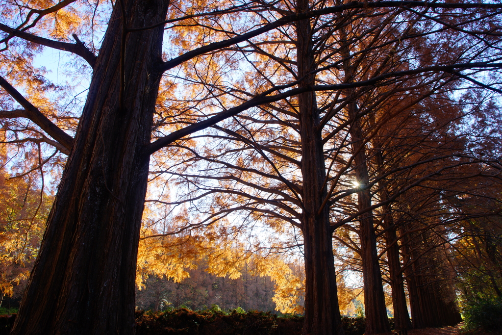 終わりに近づくメタセコイア並木の紅葉