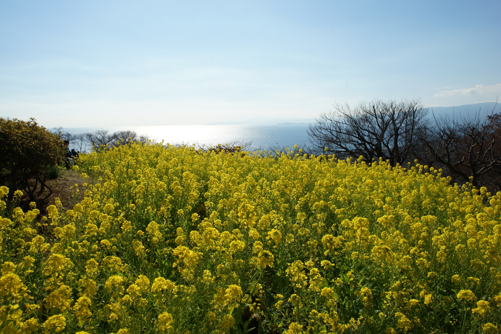 吾妻山 菜の花 ウォッチング 2016 1/9 DSC04312