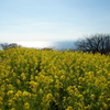 吾妻山 菜の花 ウォッチング 2016 1/9 DSC04312