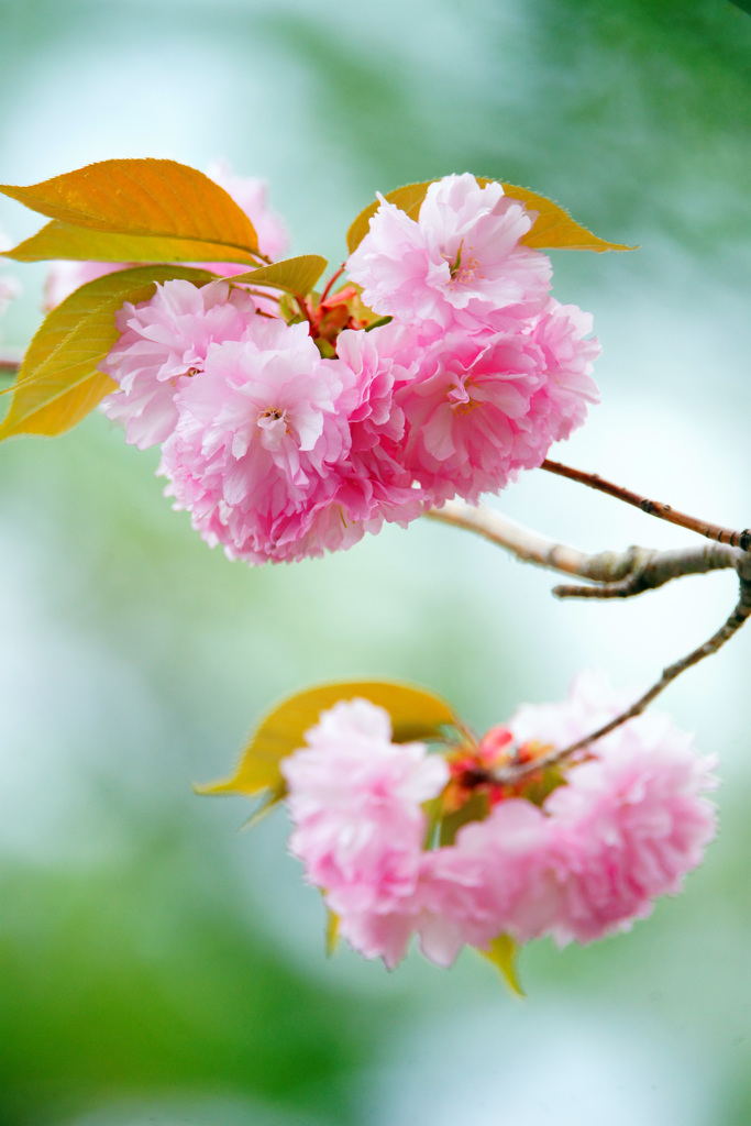 淡いピンクの君に見とれて…八重桜 ③