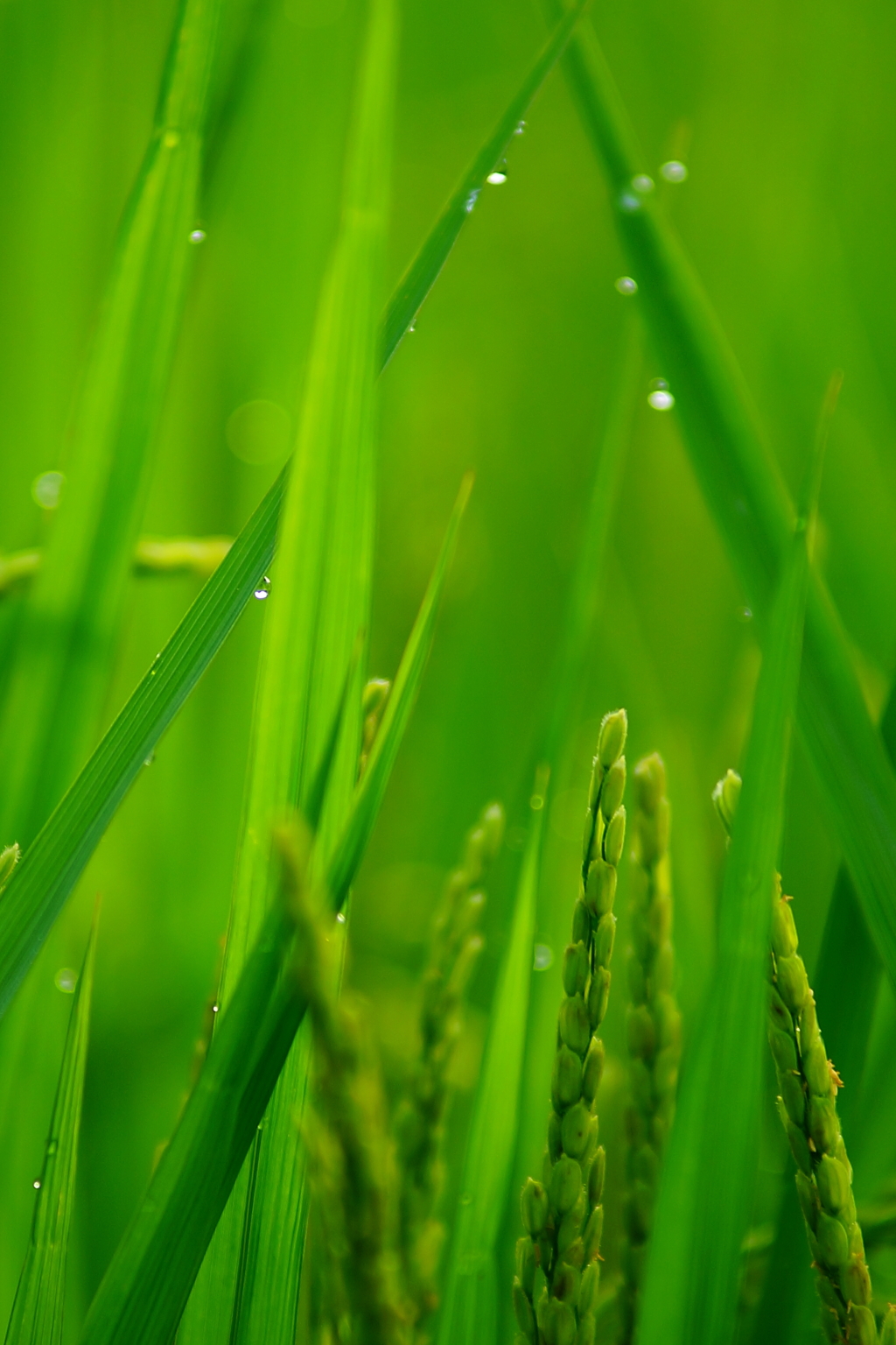 朝露の稲穂～煌き～DSC09055