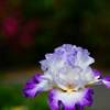 ぶらっと山下公園 2016 5/2 DSC00378