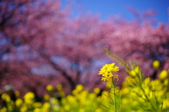 河津桜まつり 2016 2/21 DSC06000