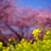 河津桜まつり 2016 2/21 DSC06000