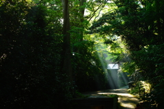 静寂な幽玄の森に射す光芒 ③