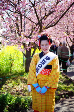 河津桜まつり 2016 2/21 DSC06023