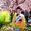 河津桜まつり 2016 2/21 DSC06023