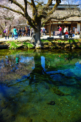 忍野村を訪ねて...清らかな湧池に映り込む