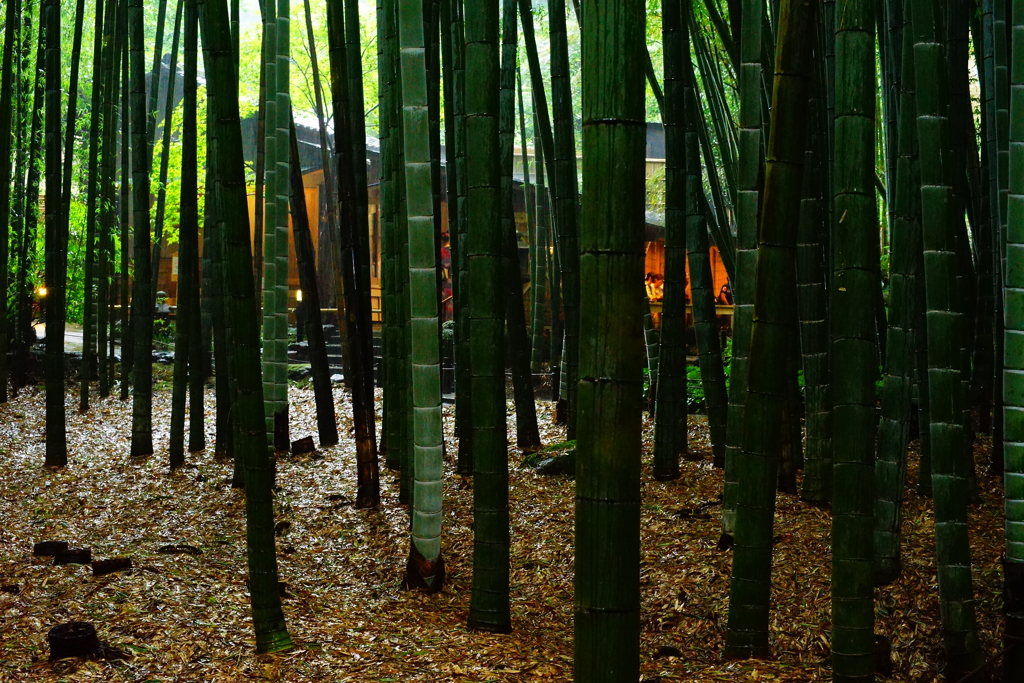 報国寺 竹の庭  2016 8/20 DSC07910