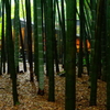 報国寺 竹の庭  2016 8/20 DSC07910